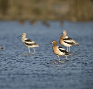 Images Dated 18th April 2008: American Avocets, Recurvirostra americana, Welder flats, Texas