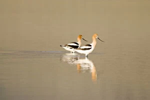 Images Dated 16th May 2007: American avocets in shallow water of Mann Lake in southeastern Oregon
