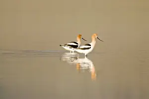 American avocets in shallow water of Mann Lake in southeastern Oregon