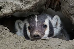 Burrow Prints: American Badger Peeking out of den