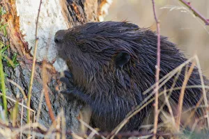 Chewing Prints: American Beaver Chewing Down Tree