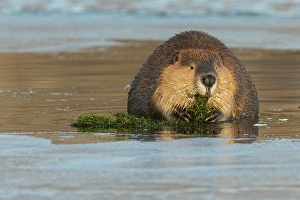 Rodent Prints: American beaver foraging in open water in the frozen river