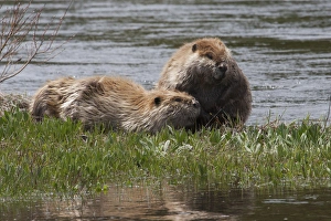 Ken Archer Prints: American Beaver Pair