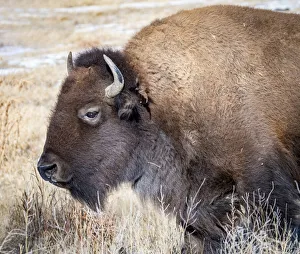 Images Dated 27th October 2021: American Bison