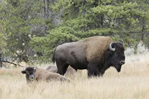Bison Prints: American Bison in autumn, Yellowstone National Park, Nez Perce River, Wyoming