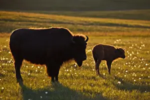 Female Animal Prints: American Bison (Bison bison) female and young on North Dakota prairie at sunset
