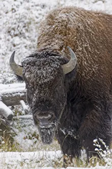 American Bison, Bison bison and light dusting of snow, Yellowstone National Park, Wyoming American Bison, Bison bison and light dusting of snow, Yellowstone National Park, Wyoming