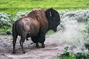Wallow Prints: American Bison (Bison bison) male after dust bath, Yellowstone National Park, Wyoming