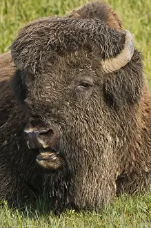 Lying Down Prints: American Bison (Bison bison) male resting in grassland, Theodore Roosevelt National Park