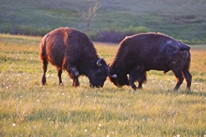 Images Dated 9th June 2009: American Bison (Bison bison) males fighting