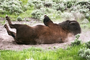 Lying Down Prints: American Bison (Bison bison) rolling in dust, Yellowstone National Park, Wyoming, USA