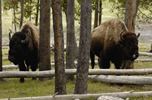 American Bison (Bison bison) Yellowstone National Park Wyoming. USA