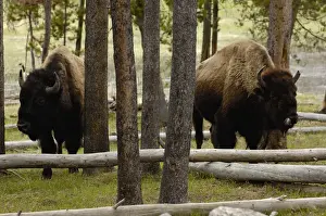 American Bison (Bison bison) Yellowstone National Park Wyoming. USA