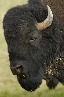 American Bison Buffalo (Bison bison), male, Durham Ranch, Campbell County, Wyoming, USA