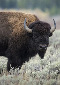 Ungulate Prints: American Bison bull, Bison bison, Grand Tetons National Park, Wyoming, USA, wild