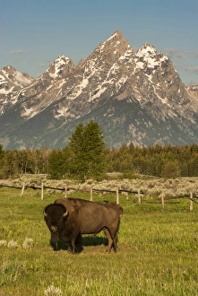 Wyoming Prints: American Bison, Grand Teton National Park, Wyoming