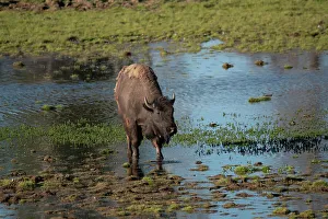 Roddy Scheer Prints: American bison, Hayden Valley, Yellowstone National Park, Wyoming, USA