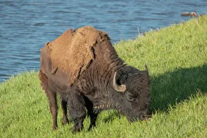 Images Dated 25th April 2022: American bison, Hayden Valley, Yellowstone National Park, Wyoming, USA
