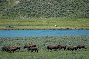 Lamar Valley Prints: American bison at Lamar River, Lamar Valley, Yellowstone National Park, Wyoming, USA