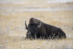 American Bison in meadow with light dusting of snow, Yellowstone National Park, Wyoming American Bison in meadow with light dusting of snow, Yellowstone National Park, Wyoming