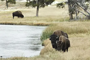 Bison Prints: American Bison along Nez Perce River in autumn