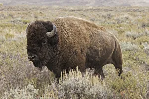 American Bison in sagebrush meadow. Grand Teton National Park American Bison in sagebrush meadow. Grand Teton National Park