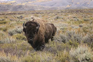 Bison Prints: American Bison in sagebrush meadow. Grand Teton National Park