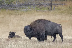 American Bison, Yellowstone National Park, Wyoming
