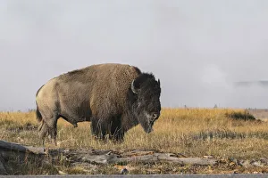 American Bison. Yellowstone National Park, Wyoming
