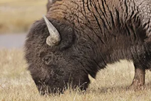 American Bison. Yellowstone National Park, Wyoming