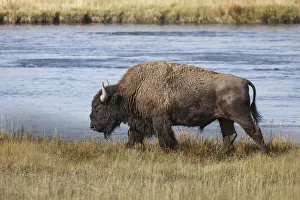 American Bison. Yellowstone National Park, Wyoming