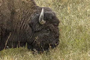 American Bison. Yellowstone National Park, Wyoming