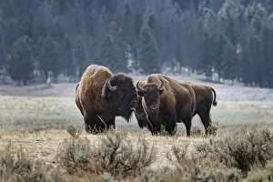 Bison Prints: American Bison. Yellowstone National Park, Wyoming