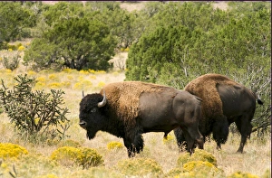 New Mexico Prints: Two American Bisons on a farm, Santa Fe, New Mexico, United States. (PR)