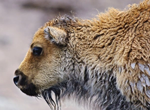 Images Dated 2nd August 2006: American Buffalo Calf, Yellowstone National Park, WY, USA