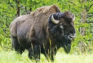 Images Dated 2nd August 2006: American Buffalo, Yellowstone National Park, WY, USA