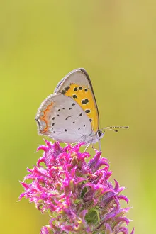 Alighting Prints: American Copper on Prairie Blazing Star. Lawrence County, Illinois