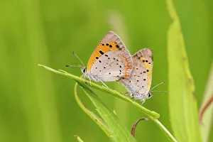 Mating Prints: American Coppers in prairie mating. Lawrence County, Illinois. (Editorial Use Only)