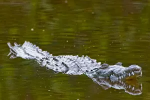 American crocodile, Crocodylus acutus, native to Southern United States, Central and South America