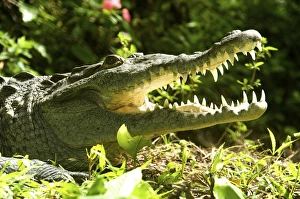 Costa Rica Prints: American crocodile (Crocodylus acutus) Costa Rica