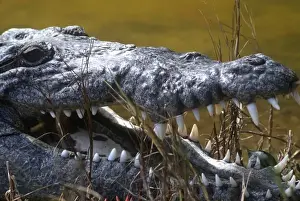 Crocodile Prints: American crocodile found in the saltwater swamp of North Key Largo and the Everglades