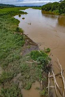 Images Dated 22nd May 2018: American crocodiles, Tarcoles River, Puntarenas, Costa Rica