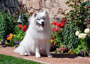 Property Released Prints: American Eskimo Dog on garden path with flowers