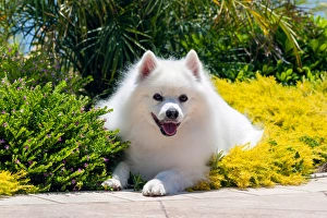Images Dated 18th July 2006: American Eskimo lying in garden plants