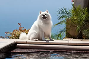 Images Dated 18th July 2006: American Eskimo poolside