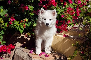 Non Sporting Dog Prints: American Eskimo Puppy sitting on garden stairs