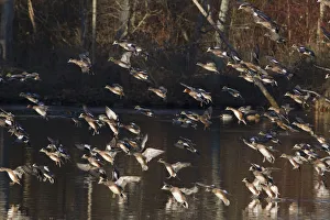 Images Dated 2nd January 2016: American & Eurasian Wigeon Flock Alighting