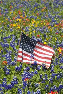 Images Dated 3rd April 2005: American Flag in field of Blue Bonnets, Paintbrush Texas Hill Country