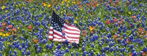American Flag in field of Blue Bonnets, Paintbrush Texas Hill Country