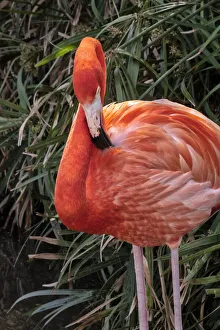 Wading Prints: American flamingo
